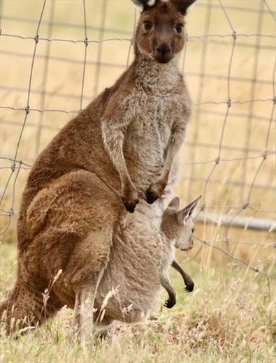 Kangaroo 