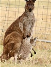 Kangaroo 