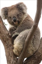 Koala—Hardy Scrub Trail, Onkaparinga River NP: by graynomadsusa, Views[344]