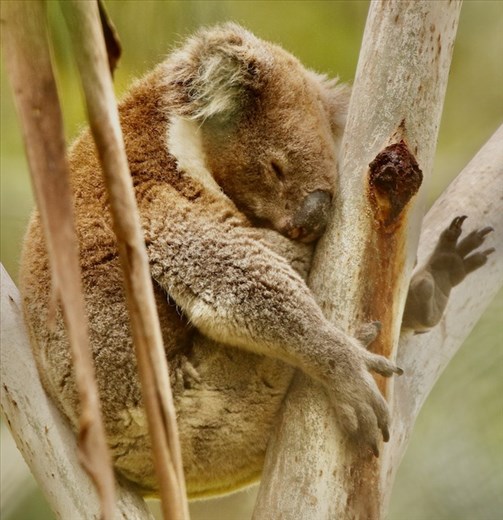 Koalas spend 20 hours a day sleeping, Woorabinda Bushland Reserve