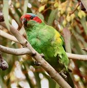 Musk Lorikeet, Brodie Road Wetlands: by graynomadsusa, Views[344]