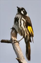 New Holland Honeyeater—Hardy Scrub Trail, Onkaparinga River NP: by graynomadsusa, Views[65]