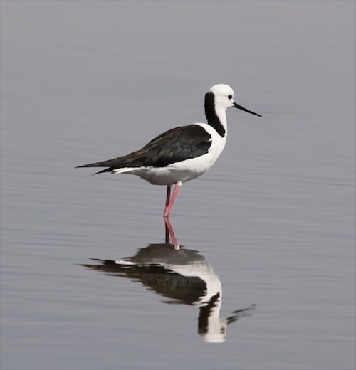 Pied Stilt, Barker Inlet Wetlands