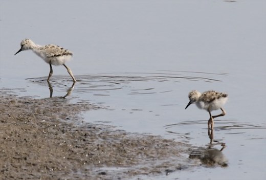 Pied Stilt Chick(lets) Barker Inlet Wetlands