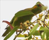 Purple-Crowned Lorikeet, a Lifer: by graynomadsusa, Views[74]