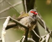 Red-browed Finch, Woorabinda Bushland Reserve: by graynomadsusa, Views[301]