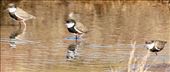 Red-kneed Dotterels, Adelaide International Bird Sanctuary: by graynomadsusa, Views[233]