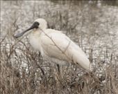 Royal Spoonbill: by graynomadsusa, Views[168]