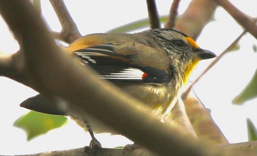 Striated Pardalote—Hardy Scrub Trail, Onkaparinga River NP