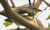 Striated Pardalote—Hardy Scrub Trail, Onkaparinga River NP: by graynomadsusa, Views[70]