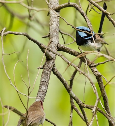 Superb Fairy Wren, male and female, Woorabinda Bushland Reserve
