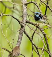 Superb Fairy Wren, male and female, Woorabinda Bushland Reserve: by graynomadsusa, Views[239]