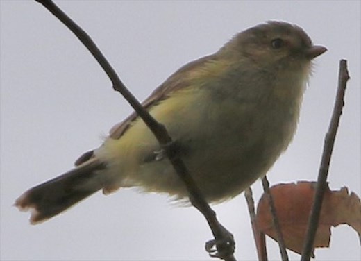 Weebill—Hardy Scrub Trail, Onkaparinga River NP