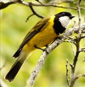 Western Whistler, finally! Woorabinda Bushland Reserve: by graynomadsusa, Views[364]