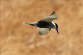 Whiskered Tern, Adelaide International Bird Sanctuary: by graynomadsusa, Views[228]