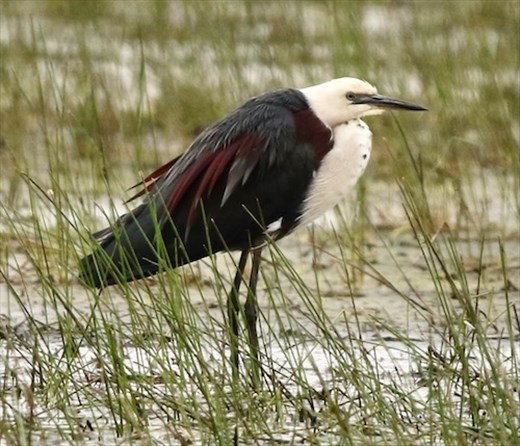 White-necked Heron, Myponga Reservoir