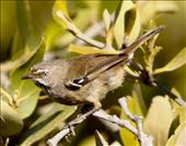 Elusive Spotted Scrubwren, Adelaide International Bird Sanctuary: by graynomadsusa, Views[247]