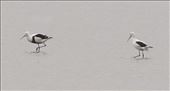 Banded Stilts, Parnka Point, Coorong NP: by graynomadsusa, Views[272]
