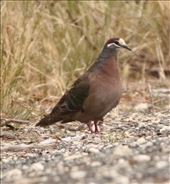 Common Bronzewing: by graynomadsusa, Views[292]