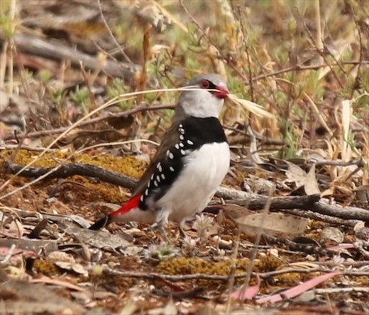 Diamond Finch, Monarto Conservation Park