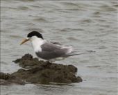 Great Crested Tern, Parnka Point, Coorong NP: by graynomadsusa, Views[230]