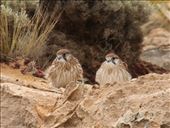 Nanking Kestrels, Robe: by graynomadsusa, Views[251]