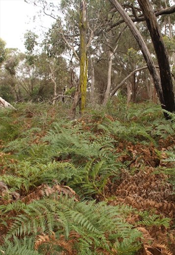 Hiking trail, Naracoota Caves NP
