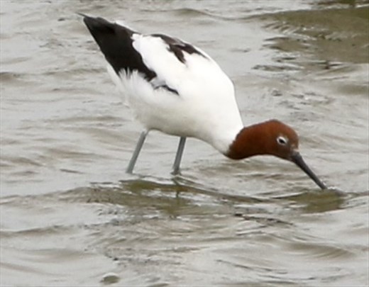Red-necked Avocet, Parnka Point, Coorong National Park