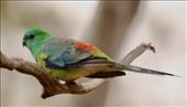 Red-rumped Parrot, Monarto Conservation Park: by graynomadsusa, Views[378]