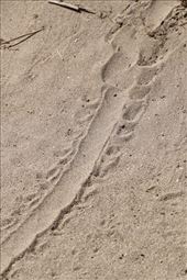 Shingleback Lizard tracks, Sandy Point, Coorong NP: by graynomadsusa, Views[298]
