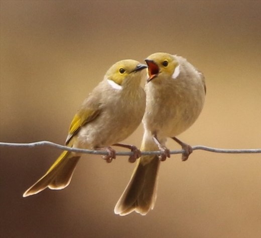 White-Plumed Honeyeaters using the Old School Method
