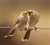 White-Plumed Honeyeaters using the Old School Method: by graynomadsusa, Views[673]