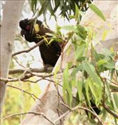 Yellow-tailed Black Cockatoo, Naracoota Caves NP: by graynomadsusa, Views[245]
