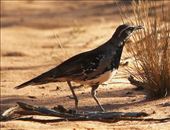 Chestnut-backed Quail Thrush, Hattah-Kulkyne NP: by graynomadsusa, Views[334]