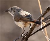 Chestnut-rumped Thornbill, Hattah-Kulkyne NP: by graynomadsusa, Views[249]