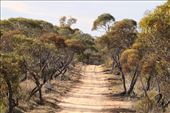 Hattah-Kulkyne National Park, Victoria: by graynomadsusa, Views[269]