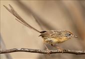 Mallee Emuwren, Hattah-Kulkyne NP: by graynomadsusa, Views[277]