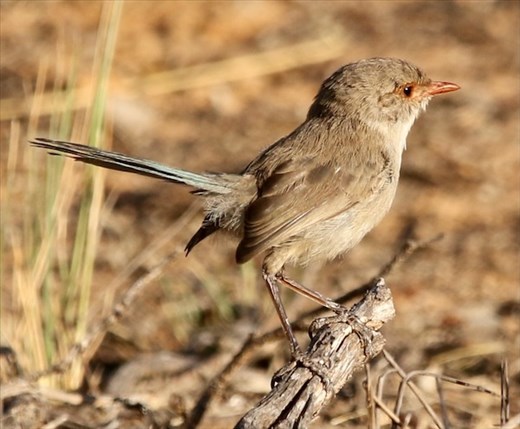 Female Splendid Fairywren, Hattah-Kulkyne NP