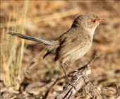 Female Splendid Fairywren, Hattah-Kulkyne NP: by graynomadsusa, Views[280]