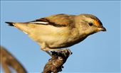 Striated Pardalote, Hattah-Kulkyne NP: by graynomadsusa, Views[310]