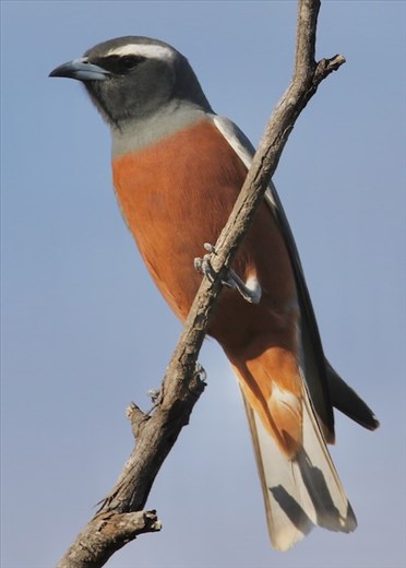 White-browed Woodswallow, Hattah-Kulkyne NP