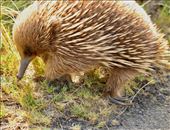 Echidna, aka Spiny Anteater—Port Campbell National Park: by graynomadsusa, Views[405]