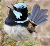 Superb Fairywren, Coogoorah Park, Angelsea: by graynomadsusa, Views[289]