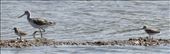 Grey-tailed Tattler, Common Greenshanks and Bar-Tailed Godwit—Banyu Wedang Salt : by graynomadsusa, Views[376]