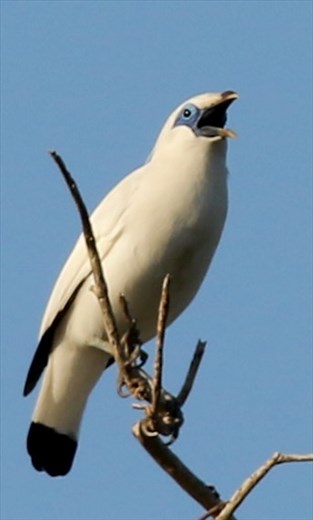 Bali Myna, Bird of the Day