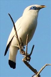 Endemic Bali Myna—one down, fourteen to go!: by graynomadsusa, Views[229]