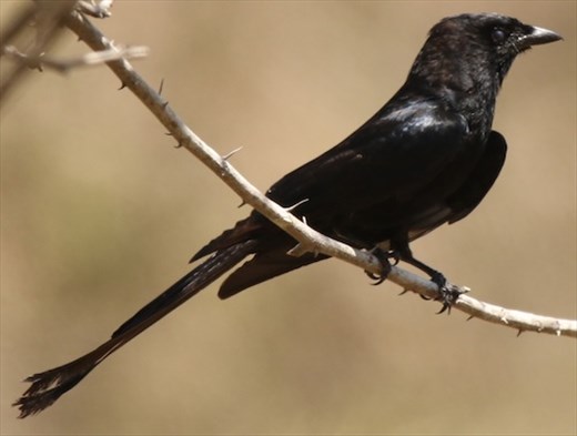 Black Drongo
