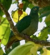 Black-naped Fruit Dove, Bali Barat NP: by graynomadsusa, Views[278]