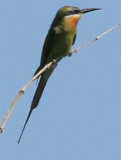 Blue-tailed Bee-eater, Bali Barat NP