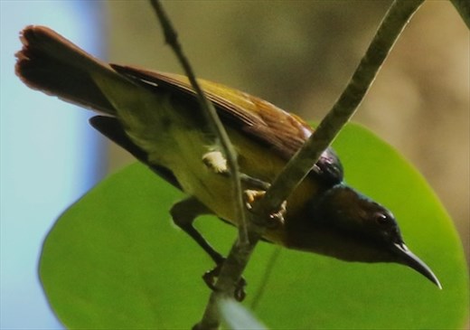 Brown-Throated Sunbird